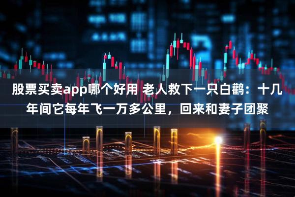 股票买卖app哪个好用 老人救下一只白鹳：十几年间它每年飞一万多公里，回来和妻子团聚